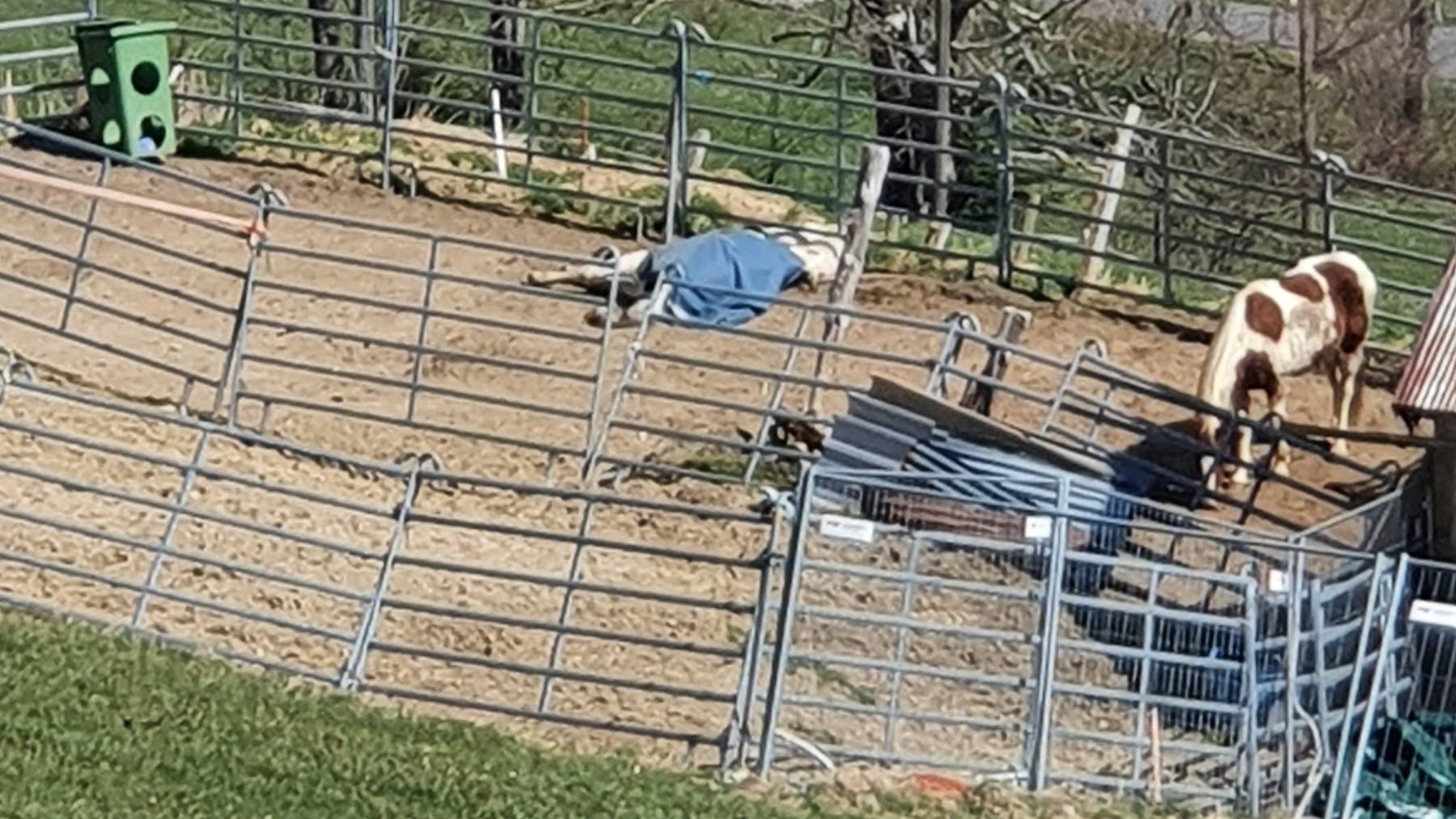 Das weisse Pferd lag mit einer blauen Decke am Boden und versuchte immer wieder aufzustehen. Ein Nachbar bemerkte dies und meldete den Fall.