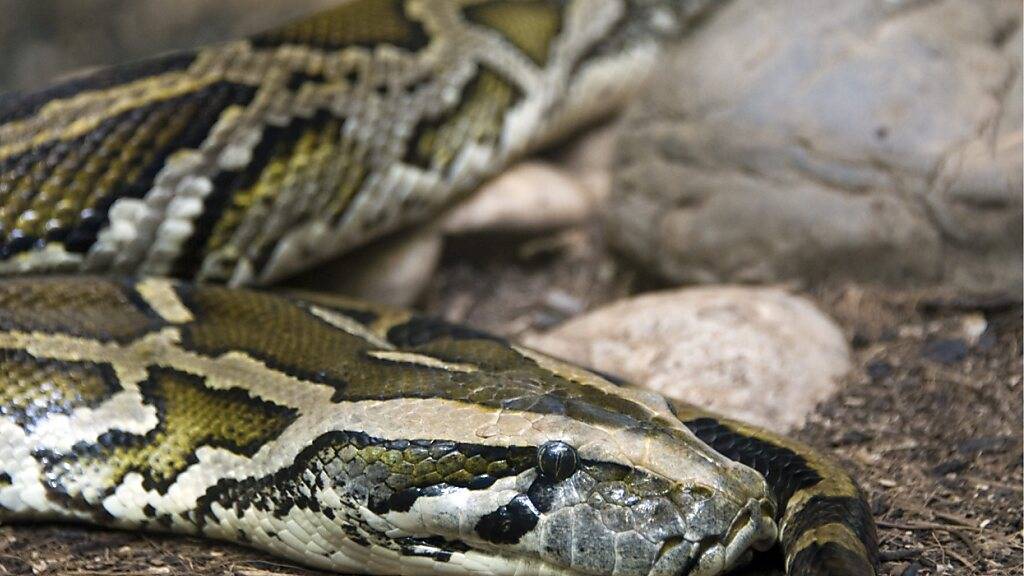 Tigerpythons können 60 Kilo Hirsch am Stück schlucken