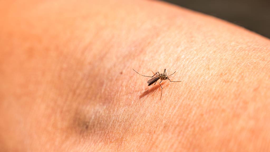 Nach Dauerregen: Folgt jetzt eine Mückenplage?