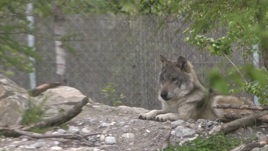 Zündstoff für das Jagdgesetz: Wolfspopulation wächst rasant