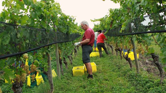 «Eine sehr schöne Qualität» – die Weinlese im Aargau ist in vollem Gange