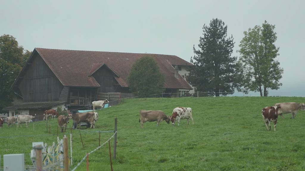 Kühe sind keine Lachgas-Klimakiller
