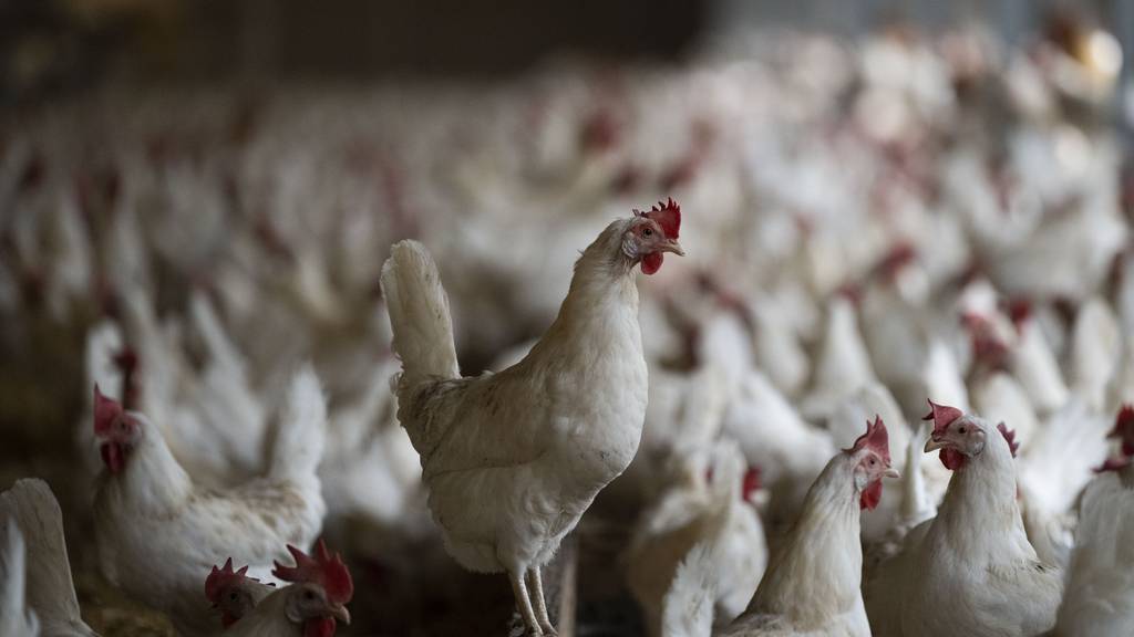 «Übliches Vorgehen»: Hühner müssen hungern und werden aggressiv