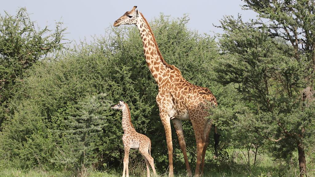 Anders als Männchen verlassen Giraffenweibchen nur selten die soziale Gemeinschaft, in die sie hineingeboren wurden. Denn bei der Aufzucht ihrer Jungen sind sie auf vertraute Territorien und die Hilfe vertrauter Artgenossen angewiesen.