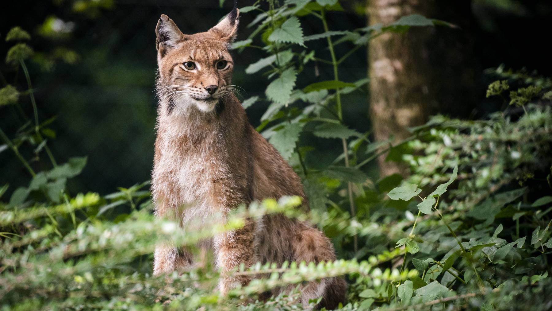 Der Luchs gilt in der Schweiz als geschützt.