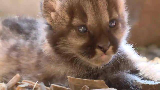 Raubkatzen-Nachwuchs im Plättli Zoo