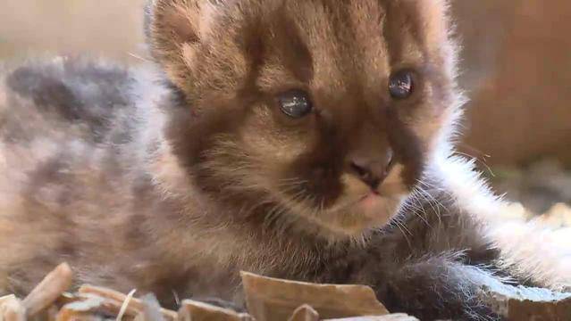 Raubkatzen-Nachwuchs im Plättli Zoo