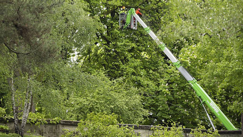 Die Kantonspolizei Bern hat am Montag einen Mann gefasst, der im Begriff war, eine 150 Jahre alte Linde im Rosengarten in der Stadt Bern zu fällen.