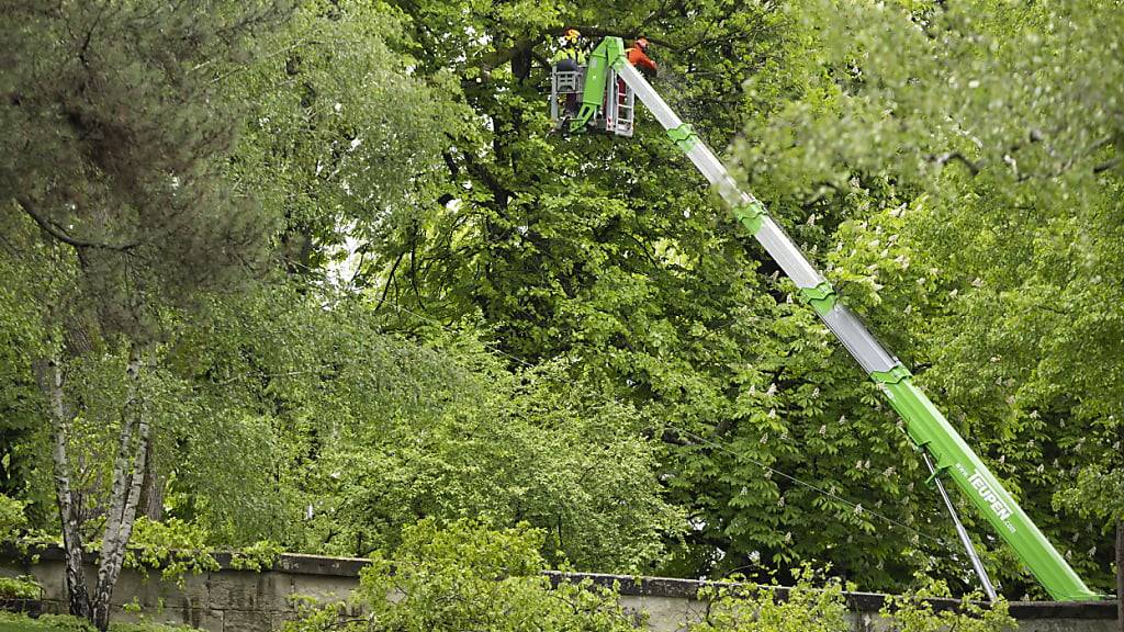 Die Kantonspolizei Bern hat am Montag einen Mann gefasst, der im Begriff war, eine 150 Jahre alte Linde im Rosengarten in der Stadt Bern zu fällen.