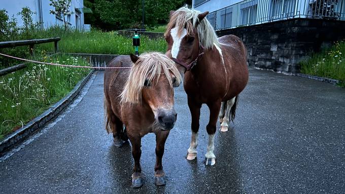 Odyssee durch das Quartier: Drei Ponys in St.Gallen ausgebüxt