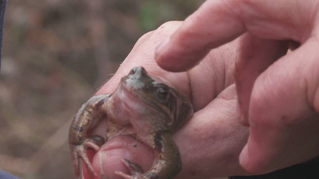 Zu warm: Ostschweizer Amphibien wandern so früh wie noch nie