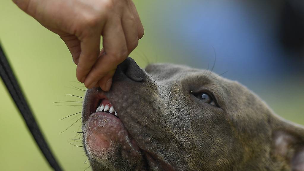 Hunde weinen vor Freude bei Wiedersehen mit Besitzer