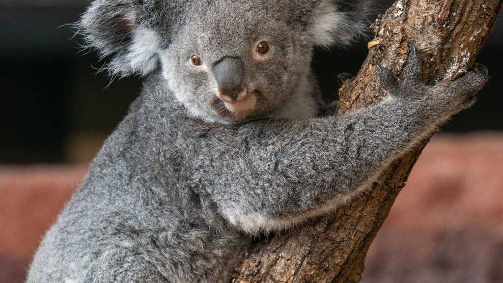Das knapp vier Jahre alte Koalaweibchen Pippa ist im Zoo Zürich gestorben. Es litt vermutlich an einer durch Retroviren ausgelösten Leukämie. (Archivbild)