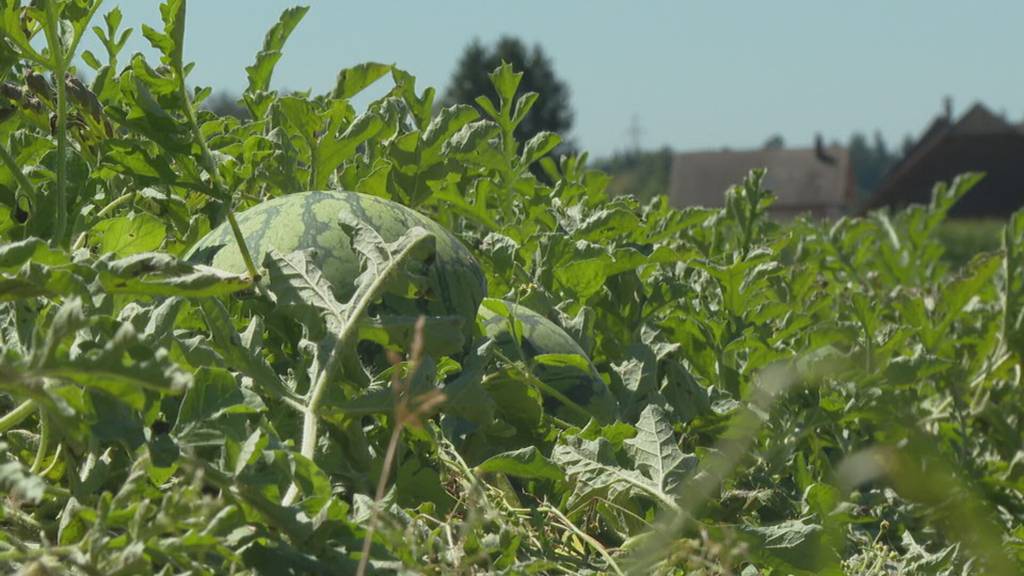 Im Berner Seeland wachsen Wassermelonen – mit gelbem Fruchtfleisch