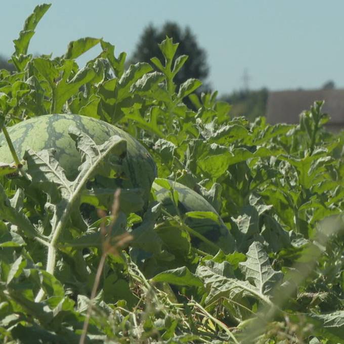 Im Berner Seeland wachsen Wassermelonen – mit gelbem Fruchtfleisch