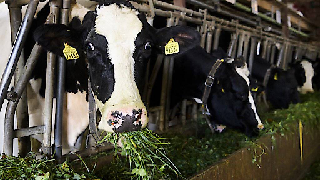 Die Kleinbauern-Vereinigung und der Schweizer Tierschutz (STS) fordern Korrekturen am Bericht des Bundesrates zur Landwirtschaftspolitik ab 2022. Den Freihandel zu fördern, komme einem Bauernsterben gleich, kritisieren sie. (Themenbild)