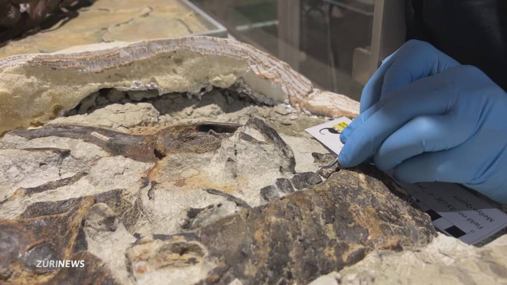 Sensationeller Dino-Fund: «Lucy» bringt Museum in Aathal weltweit ins Rampenlicht