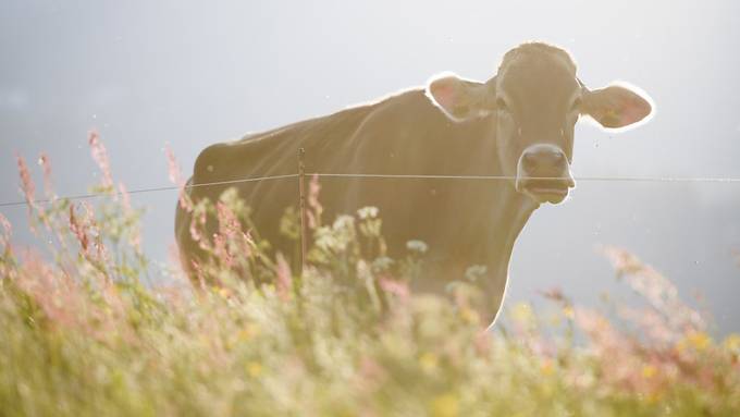 Antibiotikaresistentes Bakterium in Kuhmilch