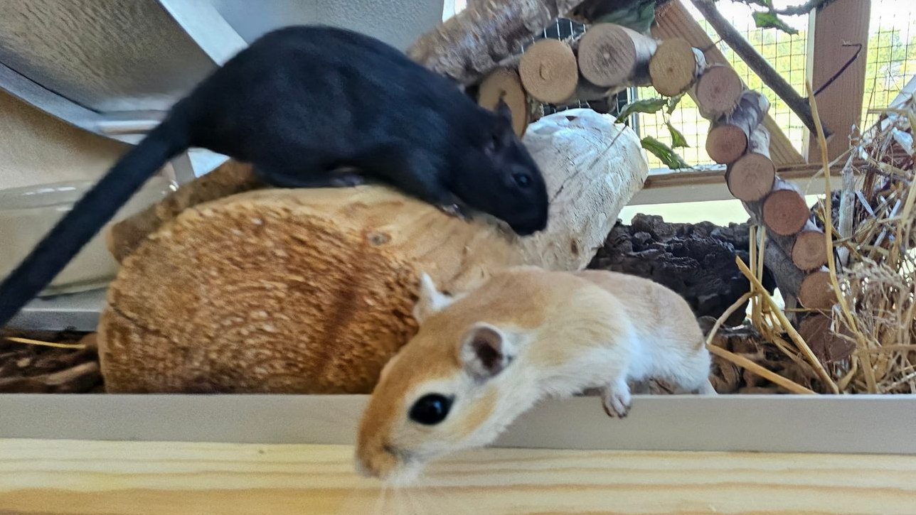 Gerbil