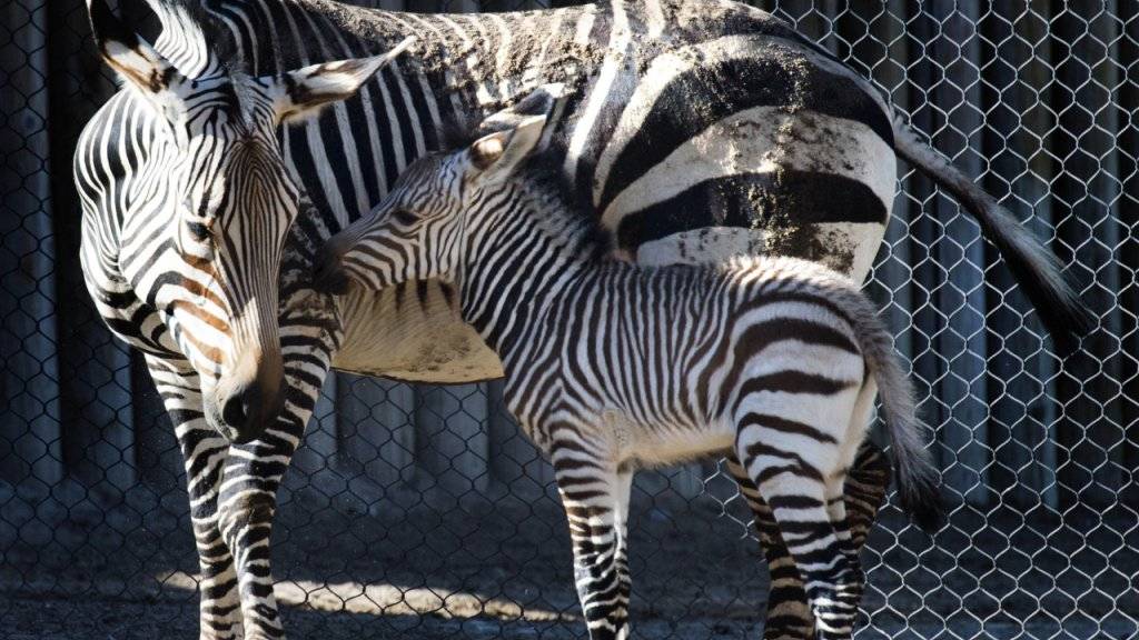 Die Streifen der Zebras tragen nicht zur Abkühlung bei. Eine Forschungsgruppe hat diese Theorie jüngst widerlegt. (Archivbild)
