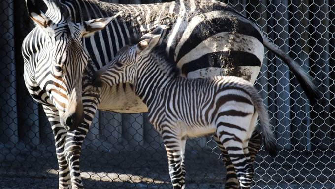 Zebrastreifen kühlen doch nicht