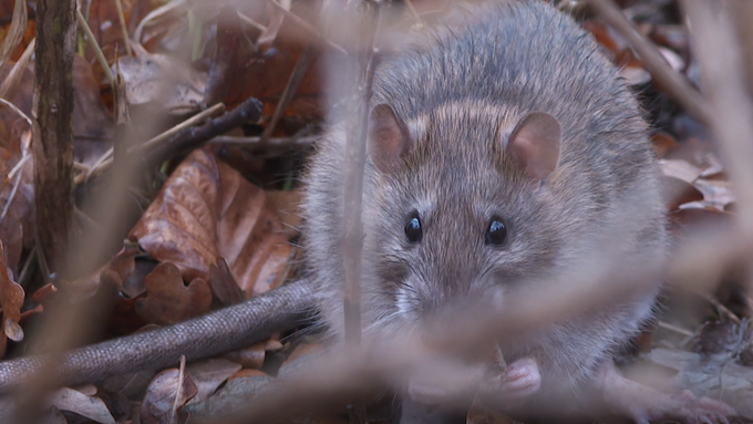 Ratten breiten sich in St.Galler Park aus