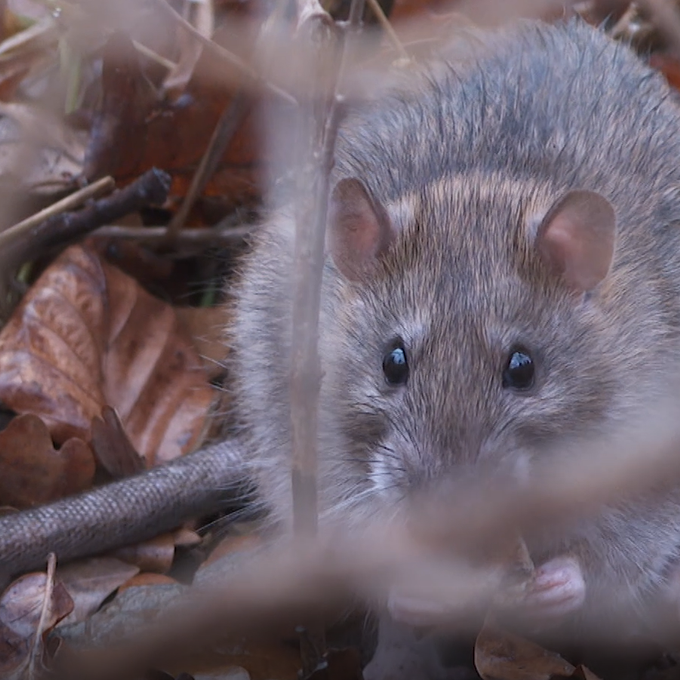 Ratten breiten sich in St.Galler Park aus