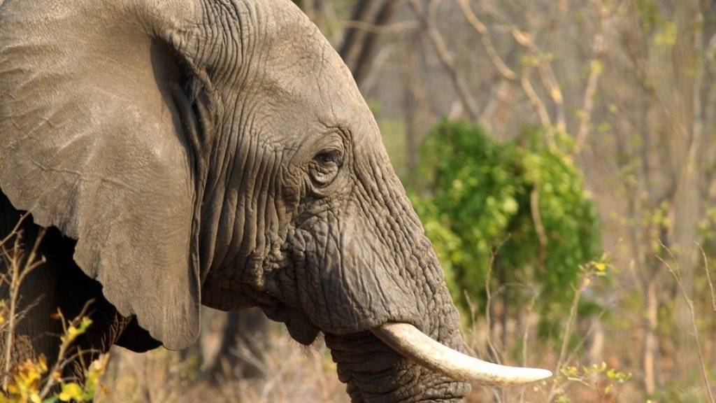 Für Elefanten war 2015 kein gutes Jahr (Archiv)