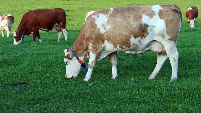 Alternativen zu Kuhglocken sind im Kanton Bern kein Thema