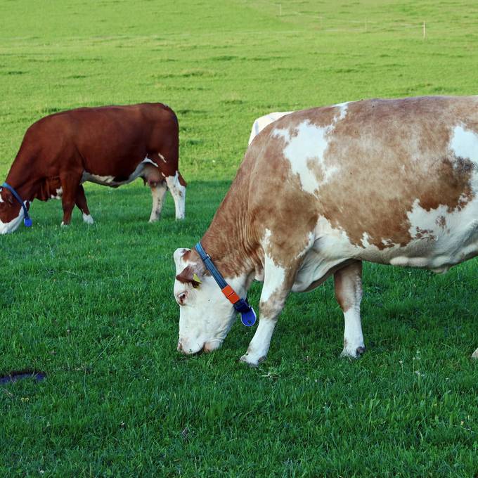 Alternativen zu Kuhglocken sind im Kanton Bern kein Thema