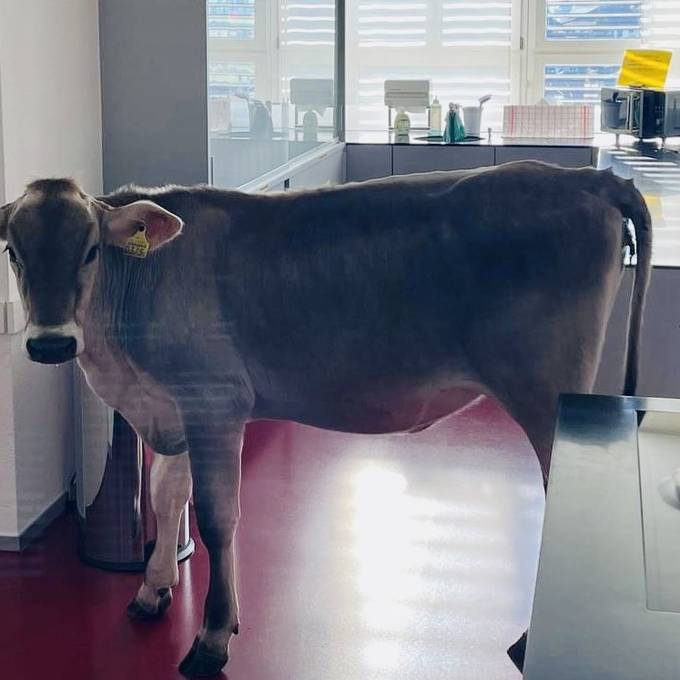 Stadtpolizei Uster findet ausgebüxte Kuh in Mensa 