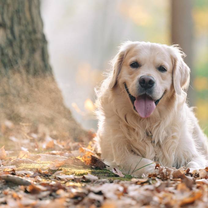 Solothurner Regierung will Hundemarken-Kontrollgebühr neu regeln