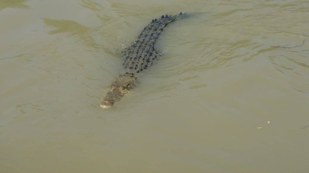 Krokodil-Angriff in Australien