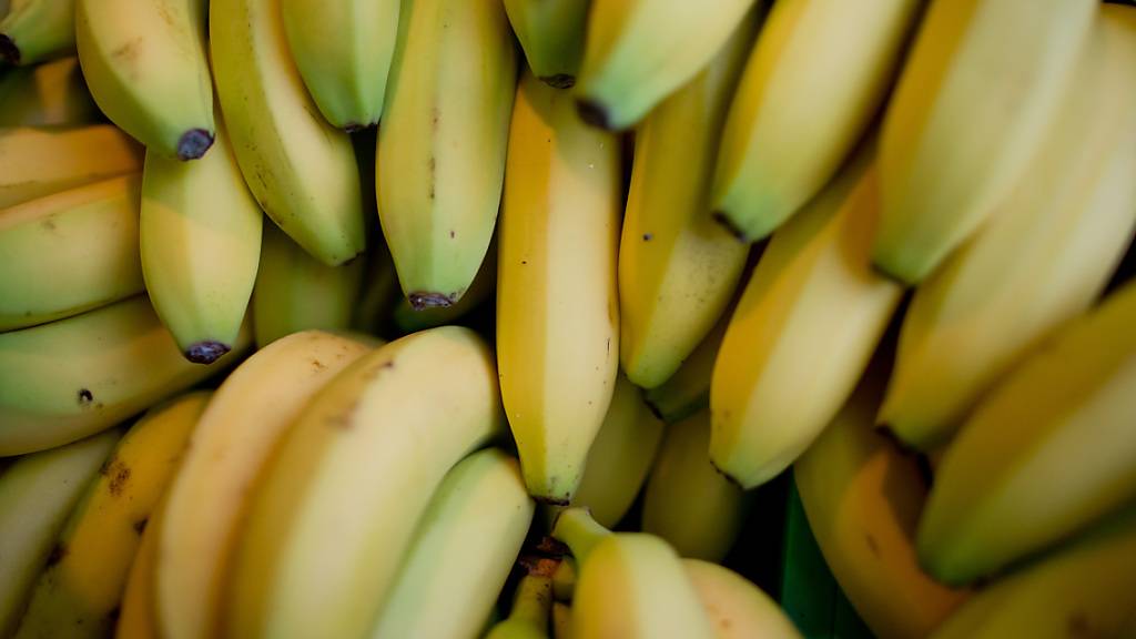 ARCHIV - Bulgarische Zöllner haben am Hafen der Schwarzmeerstadt Burgas 170 Kilogramm Kokain unter Bananen entdeckt. Foto: Daniel Karmann/dpa