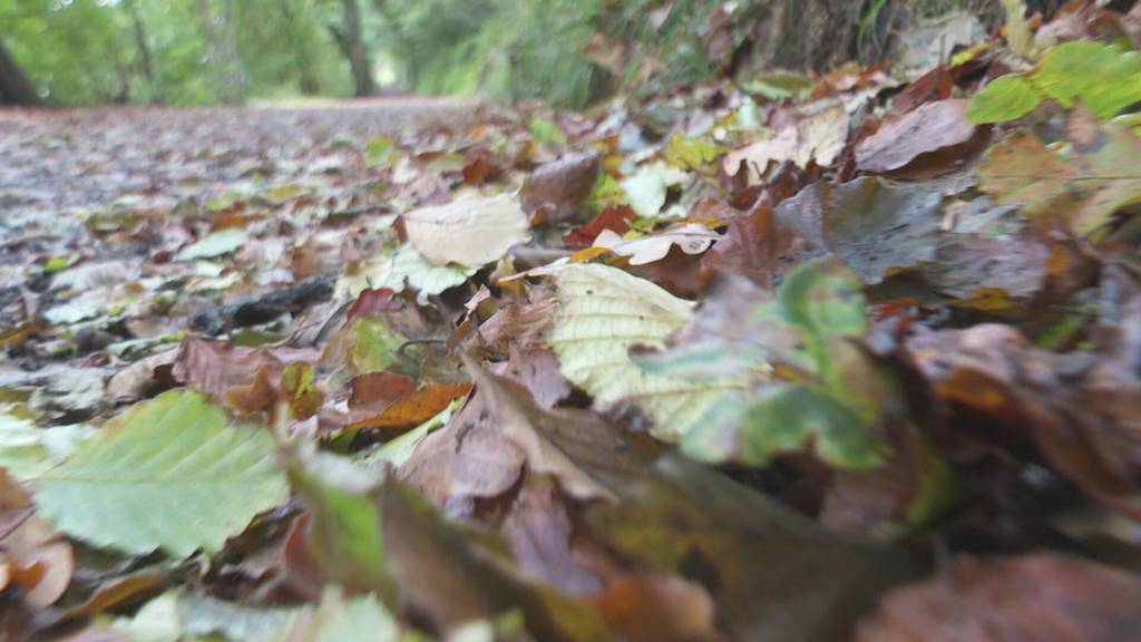 Bäume lassen Laub wegen Stress