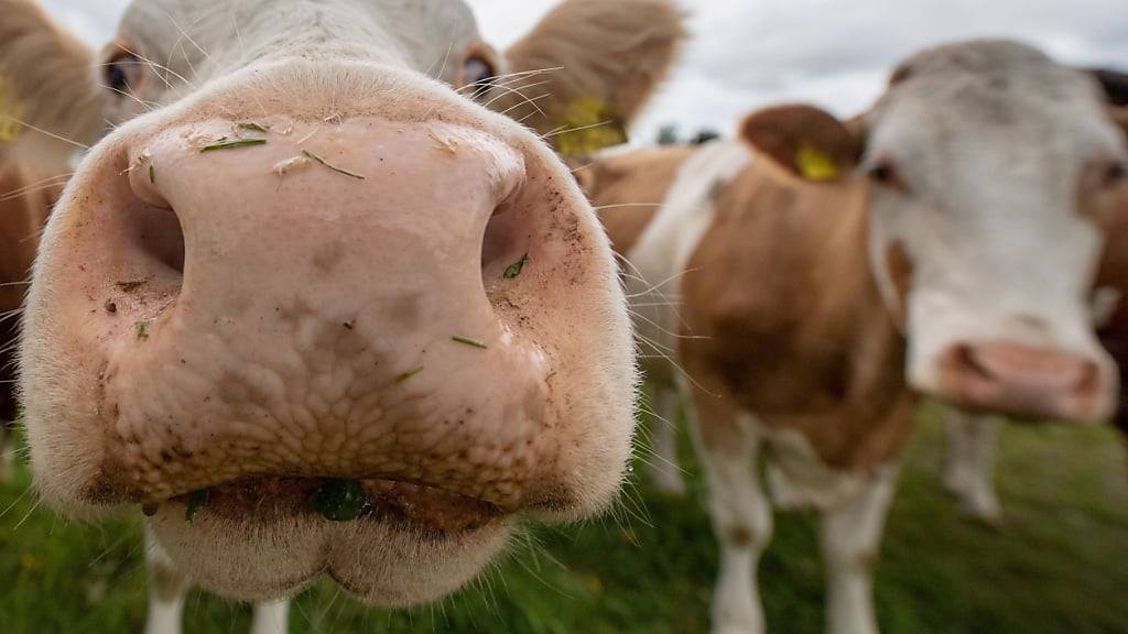 ARCHIV - Stadtmenschen in Frankreich, die aufs Land umziehen und sich dort von krähenden Hähnen oder stinkenden Misthaufen gestört fühlen, können dagegen künftig nicht mehr so einfach vor Gericht ziehen. Foto: Lino Mirgeler/dpa