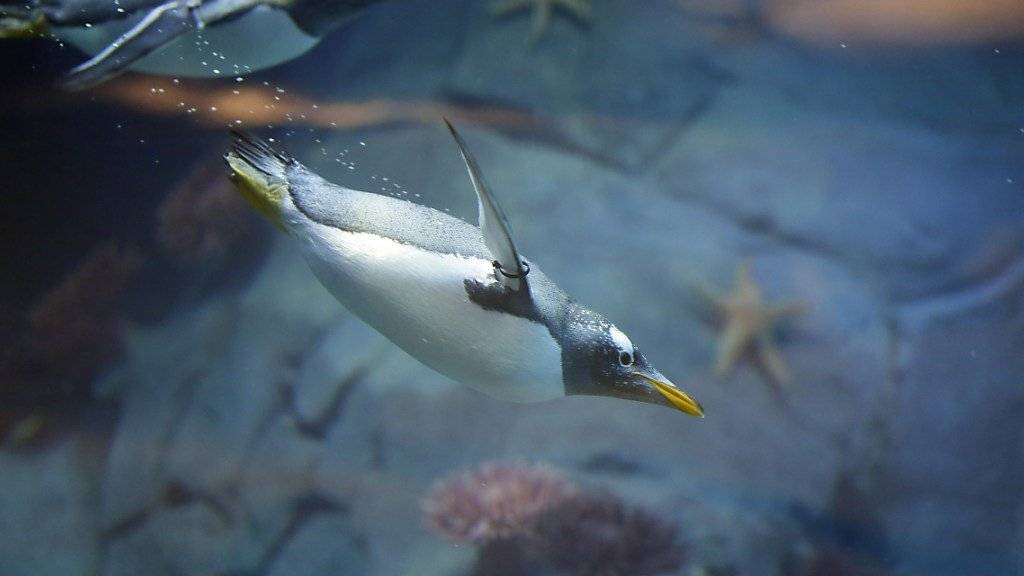 Pinguine sind hervorragende Schwimmer. Daher sind die Tierpfleger des Zoos im kanadischen Calgary höchst besorgt:  In ihrem Gehege wurden sieben tote Pinguine gefunden. Sie waren ertrunken. (Bild Archiv)