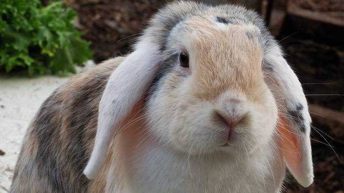 Sie futtern 50 Salatköpfe pro Tag: zu Besuch in einer Kaninchen-Auffangstation