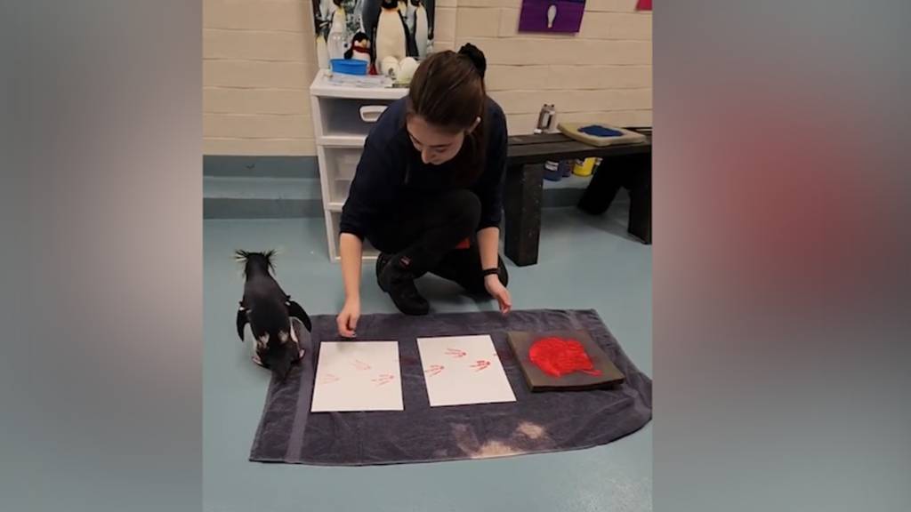 Pinguin-Dame Marley watschelt über Leinwand und kreiert Gemälde 