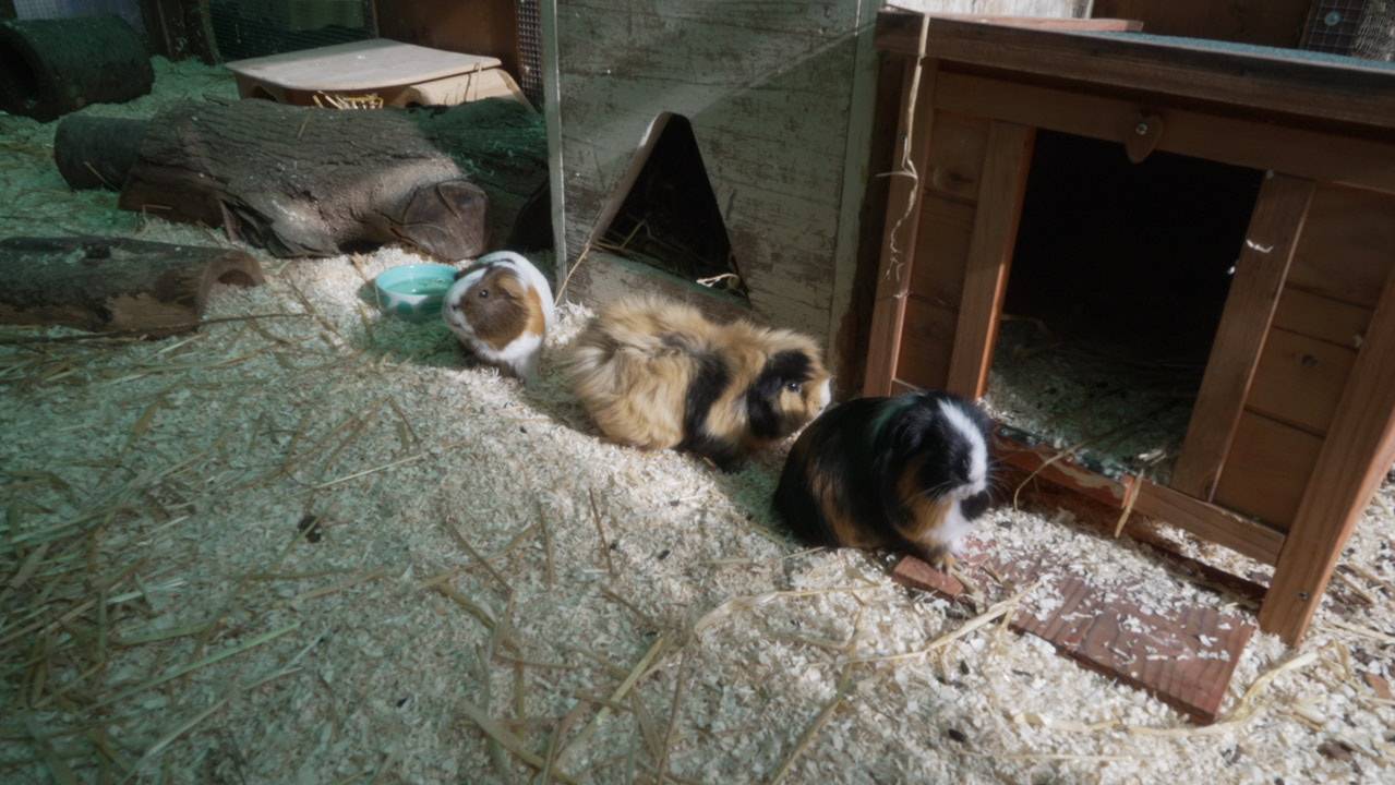 Meerschweinchen