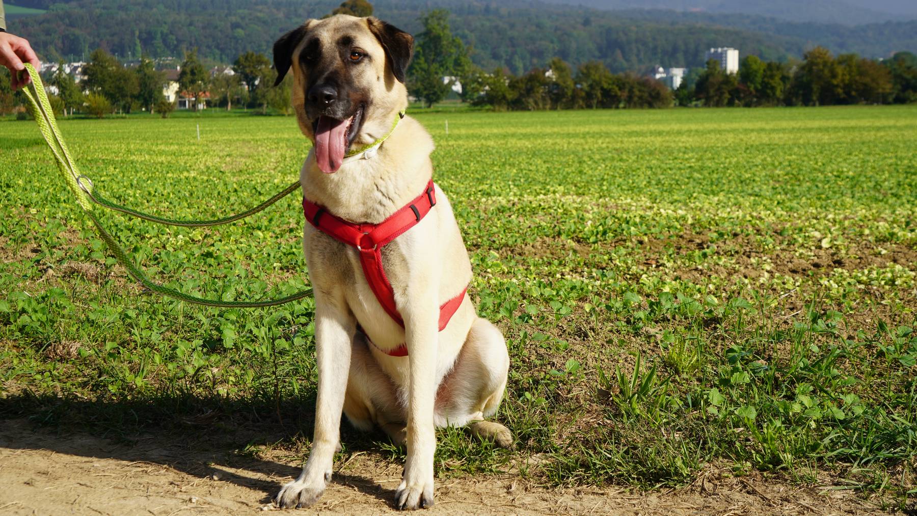 Kangal