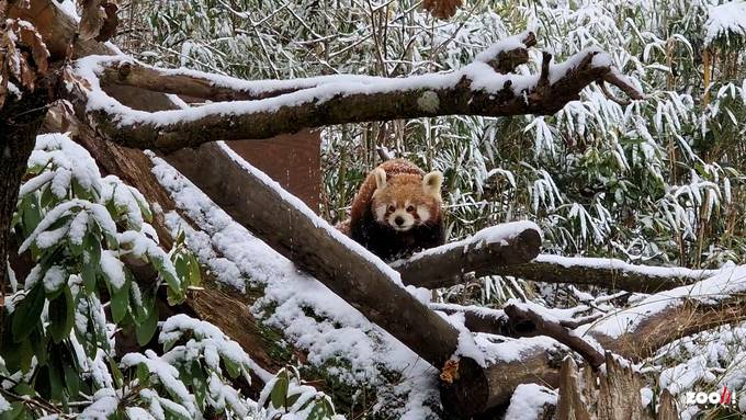 So geniessen Panda, Schneeleopard & Co den ersten Schneefall