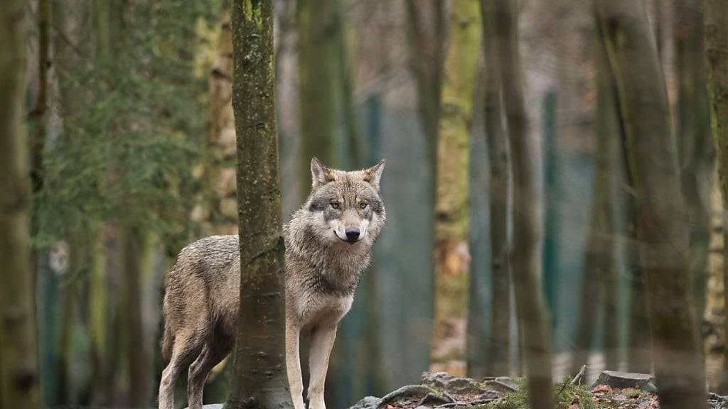 Am Dienstagmittag wurde bei Andelfingen ZH ein Wolf gesichtet. (Symbolbild)