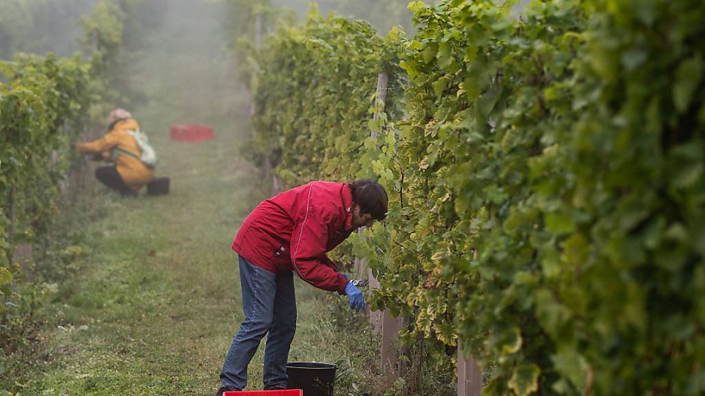 2023 wurden in der Schweiz 101 Millionen Liter Wein produziert