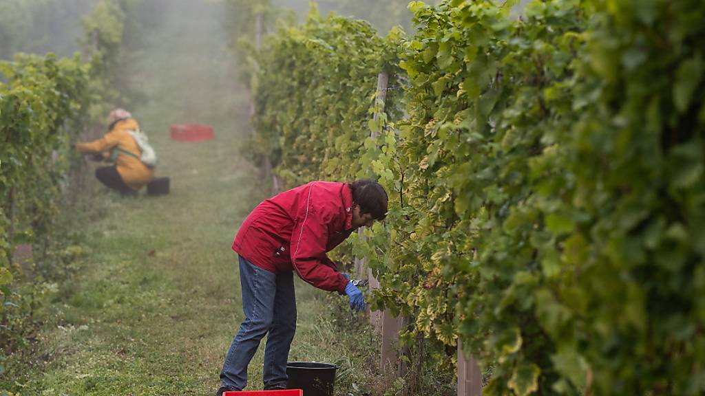 Im vergangenen Jahr wurden in der Schweiz 101 Millionen Liter Wein produziert. (Archivbild)