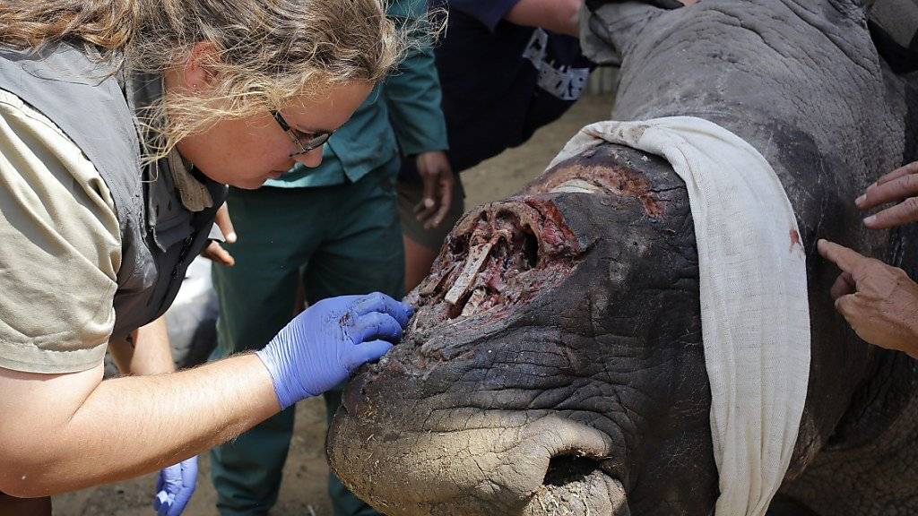 Eine Tierärztin ins Südafrika behandelt die offene Wunde eines Nashorns, dessen Horn von Wilderern abgehackt worden war. (Archivbild)