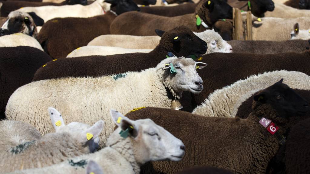 In der Schweiz verbringen über 200'000 Schafe in 6800 verschiedenen Alpbetrieben den Sommer.