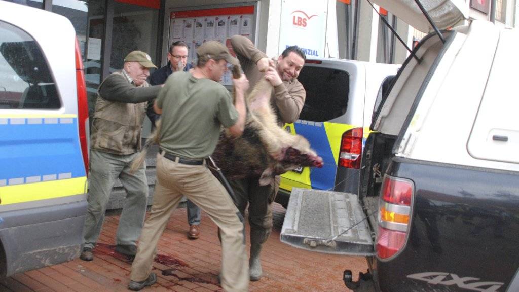 Vier Jäger hieven den Wildschweinkadaver zum Abtransport in Auto: Das Schwein hatte in Heide gewütet und dabei vier Menschen verletzt. Einem zweiten Schwein gelang die Flucht.