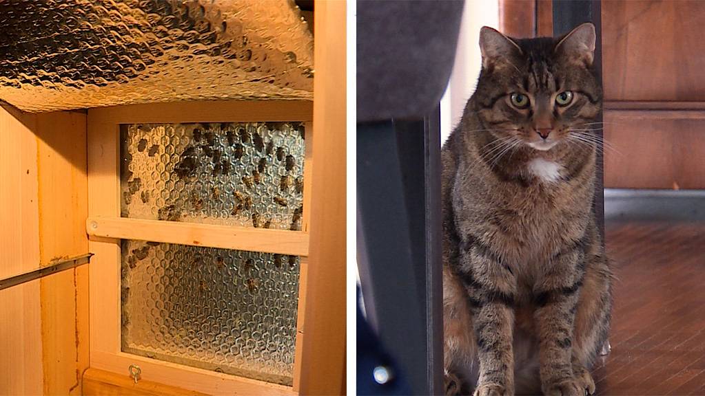 Bienen im Winter / Kampagne bereit fuer ein Haustier