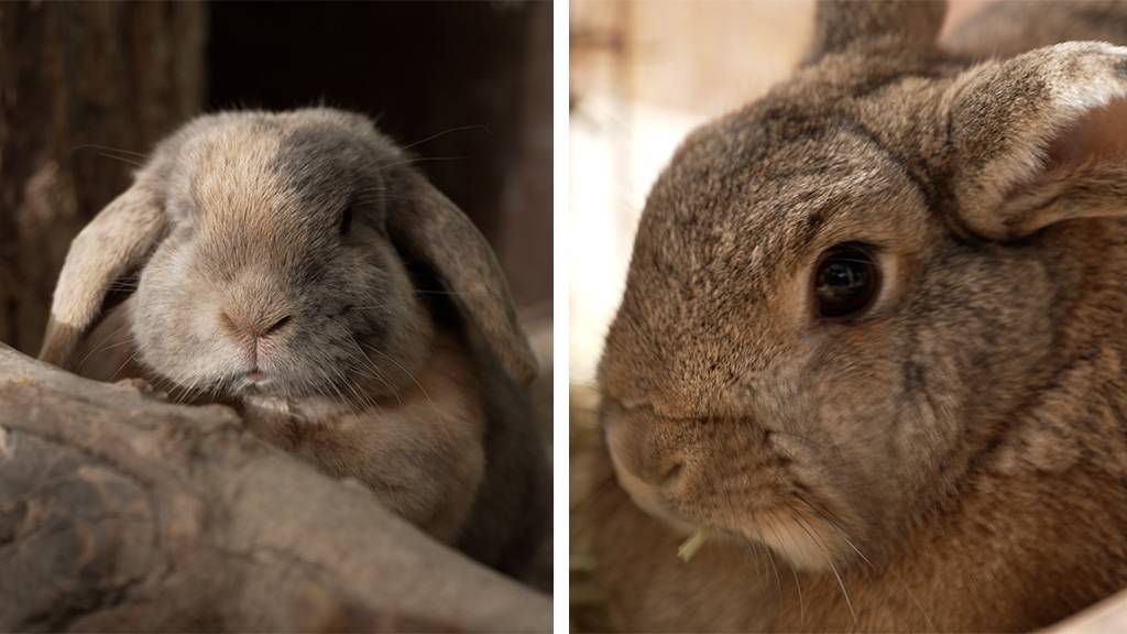 Laszlo,  Keona & Ronda